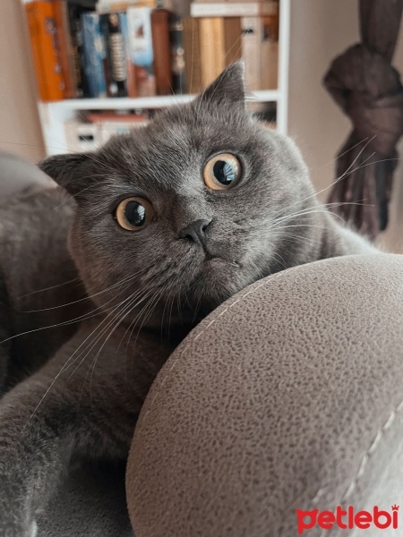 Scottish Fold, Kedi  Alfa fotoğrafı