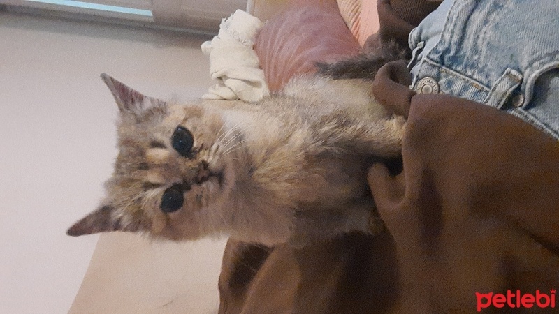 British Longhair, Kedi  Maya fotoğrafı