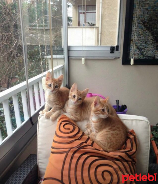 Soke, Kedi  1-Başarılı 2-Kıymetli, 3-Şişko -üçüzler- fotoğrafı