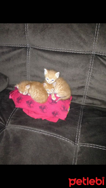 Soke, Kedi  1-Başarılı 2-Kıymetli, 3-Şişko -üçüzler- fotoğrafı