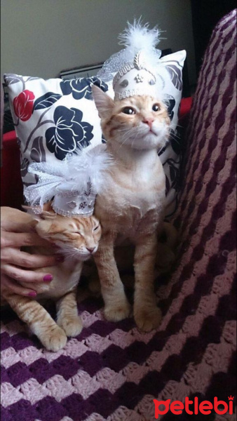 Soke, Kedi  1-Başarılı 2-Kıymetli, 3-Şişko -üçüzler- fotoğrafı