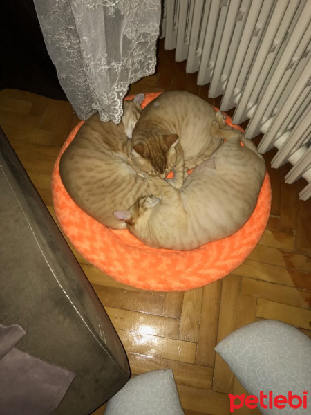 Soke, Kedi  1-Başarılı 2-Kıymetli, 3-Şişko -üçüzler- fotoğrafı