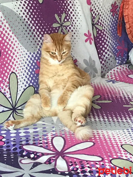 Soke, Kedi  1-Başarılı 2-Kıymetli, 3-Şişko -üçüzler- fotoğrafı