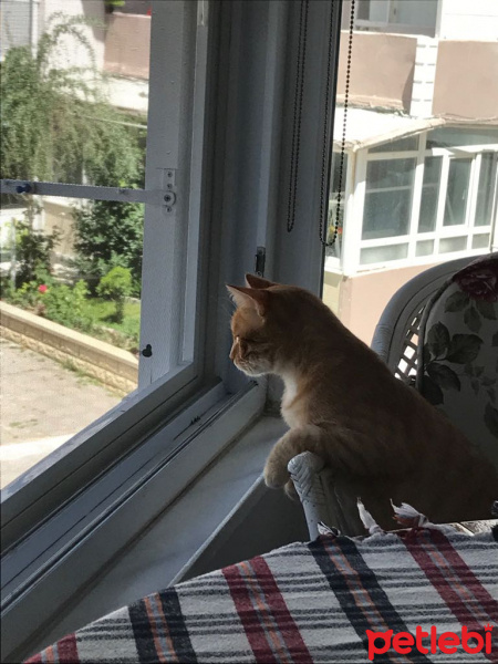 Soke, Kedi  1-Başarılı 2-Kıymetli, 3-Şişko -üçüzler- fotoğrafı