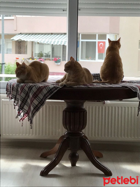 Soke, Kedi  1-Başarılı 2-Kıymetli, 3-Şişko -üçüzler- fotoğrafı