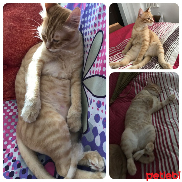Soke, Kedi  1-Başarılı 2-Kıymetli, 3-Şişko -üçüzler- fotoğrafı
