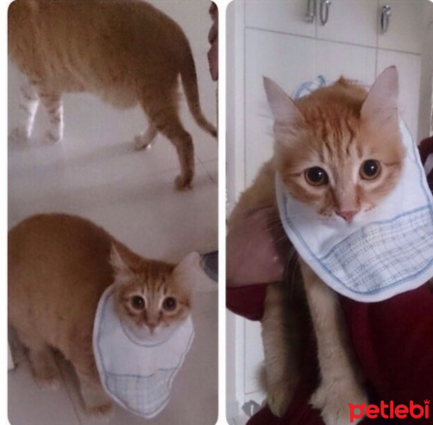 Soke, Kedi  1-Başarılı 2-Kıymetli, 3-Şişko -üçüzler- fotoğrafı