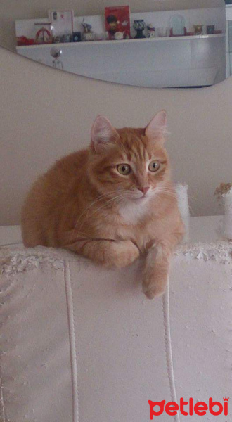 Soke, Kedi  1-Başarılı 2-Kıymetli, 3-Şişko -üçüzler- fotoğrafı