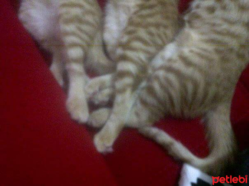 Soke, Kedi  1-Başarılı 2-Kıymetli, 3-Şişko -üçüzler- fotoğrafı