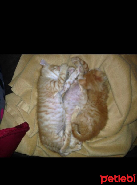 Soke, Kedi  1-Başarılı 2-Kıymetli, 3-Şişko -üçüzler- fotoğrafı