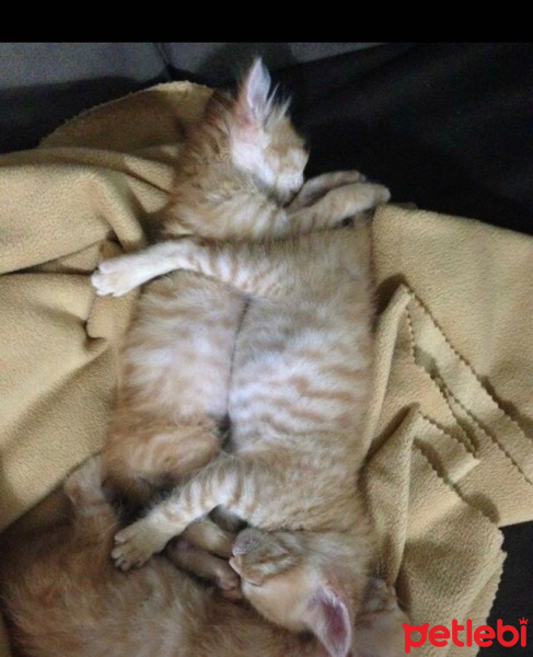 Soke, Kedi  1-Başarılı 2-Kıymetli, 3-Şişko -üçüzler- fotoğrafı
