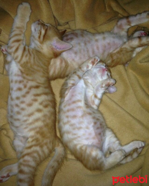Soke, Kedi  1-Başarılı 2-Kıymetli, 3-Şişko -üçüzler- fotoğrafı