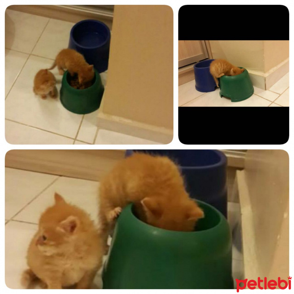 Soke, Kedi  1-Başarılı 2-Kıymetli, 3-Şişko -üçüzler- fotoğrafı