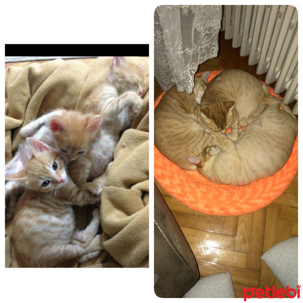 Soke, Kedi  1-Başarılı 2-Kıymetli, 3-Şişko -üçüzler- fotoğrafı