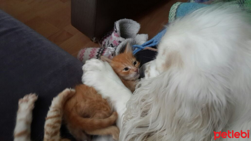 Soke, Kedi  1-Başarılı 2-Kıymetli, 3-Şişko -üçüzler- fotoğrafı