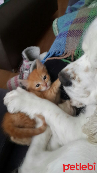 Soke, Kedi  1-Başarılı 2-Kıymetli, 3-Şişko -üçüzler- fotoğrafı