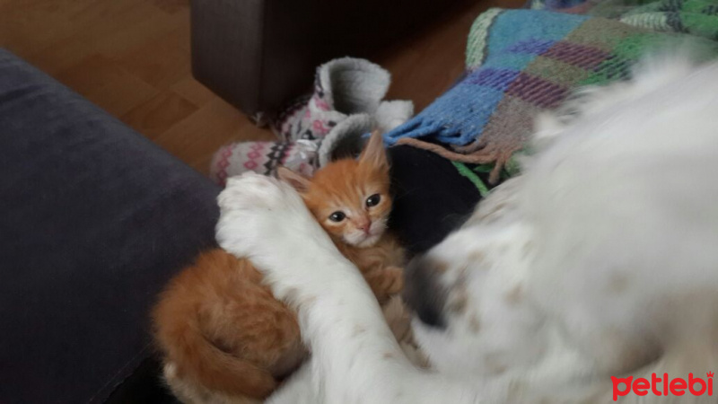 Soke, Kedi  1-Başarılı 2-Kıymetli, 3-Şişko -üçüzler- fotoğrafı