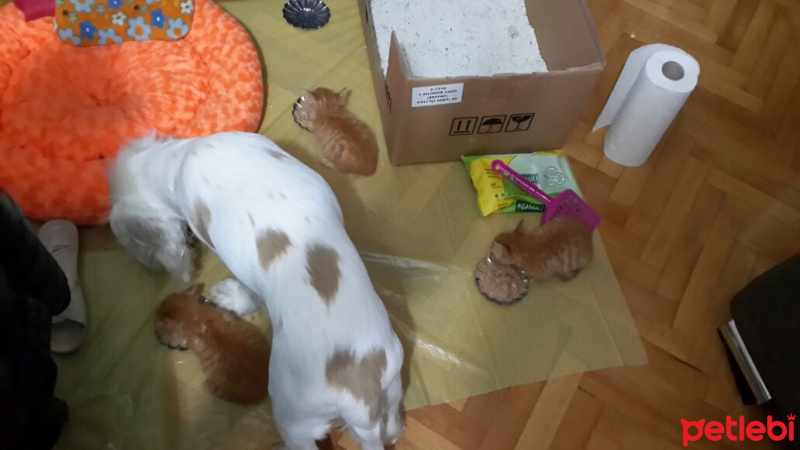 Soke, Kedi  1-Başarılı 2-Kıymetli, 3-Şişko -üçüzler- fotoğrafı