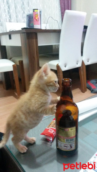 Soke, Kedi  1-Başarılı 2-Kıymetli, 3-Şişko -üçüzler- fotoğrafı