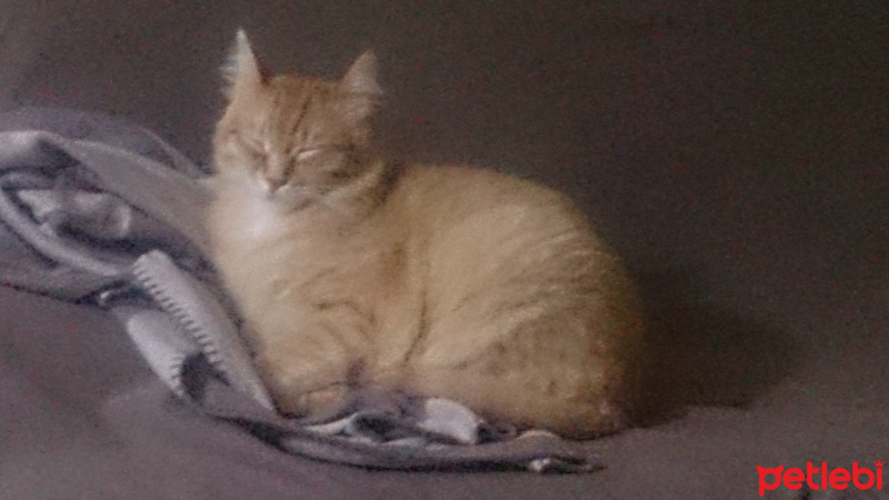 Soke, Kedi  1-Başarılı 2-Kıymetli, 3-Şişko -üçüzler- fotoğrafı