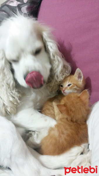 Soke, Kedi  1-Başarılı 2-Kıymetli, 3-Şişko -üçüzler- fotoğrafı