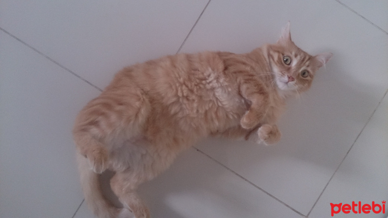 Soke, Kedi  1-Başarılı 2-Kıymetli, 3-Şişko -üçüzler- fotoğrafı