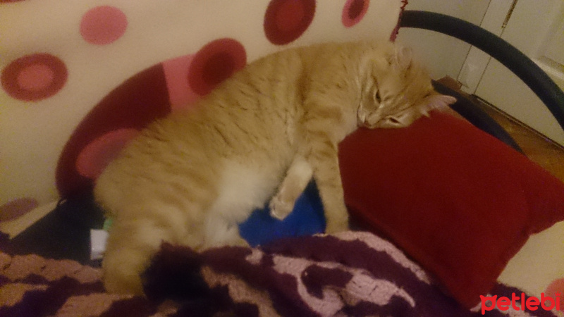 Soke, Kedi  1-Başarılı 2-Kıymetli, 3-Şişko -üçüzler- fotoğrafı