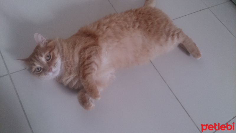 Soke, Kedi  1-Başarılı 2-Kıymetli, 3-Şişko -üçüzler- fotoğrafı