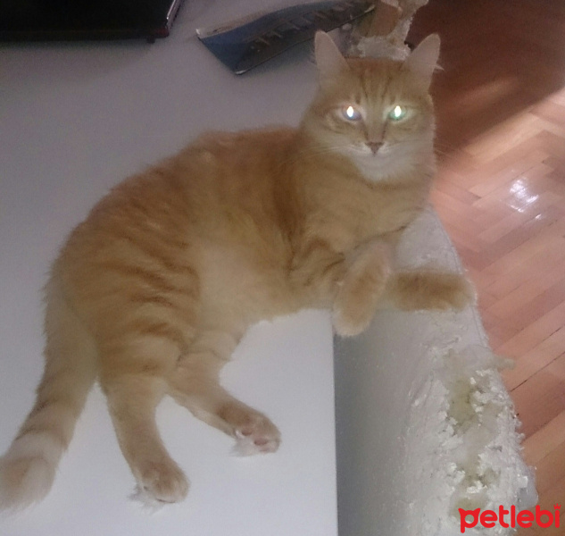 Soke, Kedi  1-Başarılı 2-Kıymetli, 3-Şişko -üçüzler- fotoğrafı