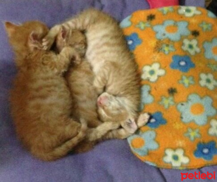 Soke, Kedi  1-Başarılı 2-Kıymetli, 3-Şişko -üçüzler- fotoğrafı