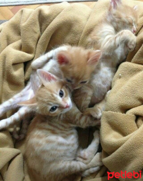 Soke, Kedi  1-Başarılı 2-Kıymetli, 3-Şişko -üçüzler- fotoğrafı
