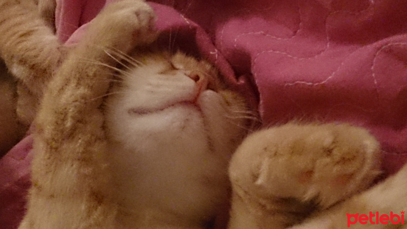 Soke, Kedi  1-Başarılı 2-Kıymetli, 3-Şişko -üçüzler- fotoğrafı