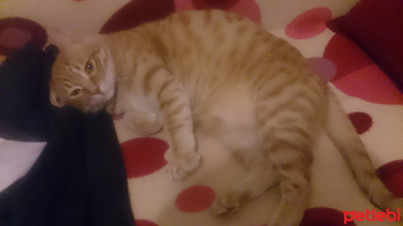 Soke, Kedi  1-Başarılı 2-Kıymetli, 3-Şişko -üçüzler- fotoğrafı