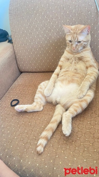 Sarman, Kedi  Mars fotoğrafı