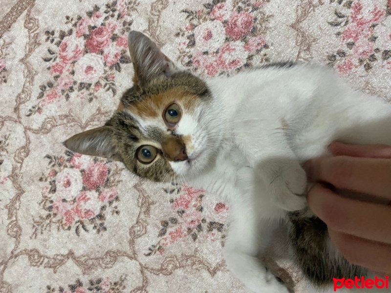 Van Kedisi, Kedi  susam fotoğrafı
