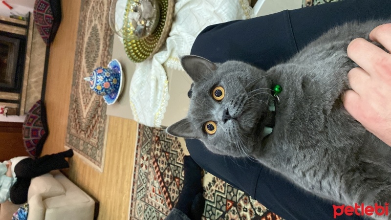 British Shorthair, Kedi  Sirius fotoğrafı