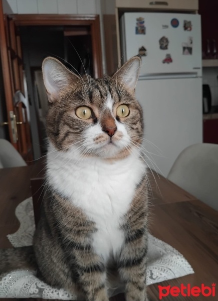 Tekir Kedi, Kedi  Böke fotoğrafı