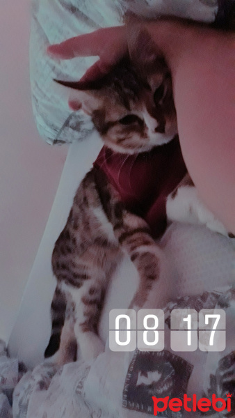 Tekir Kedi, Kedi  Mia fotoğrafı