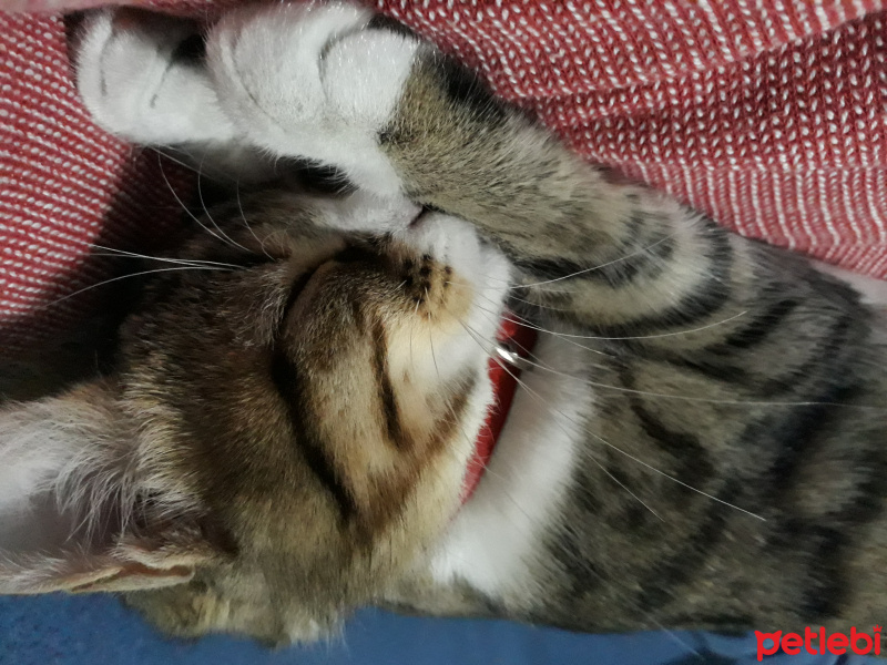 Tekir Kedi, Kedi  Mia fotoğrafı
