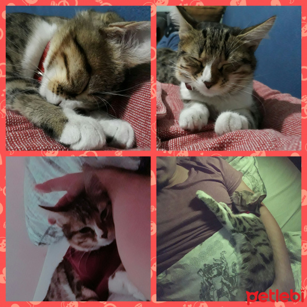 Tekir Kedi, Kedi  Mia fotoğrafı