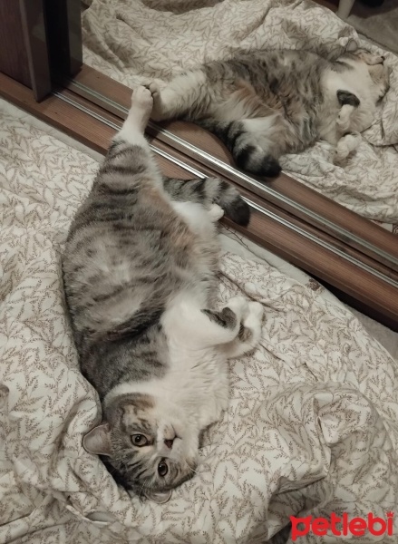 Tekir Kedi, Kedi  Börü fotoğrafı