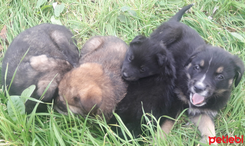 Sokö (Sokak Köpeği), Köpek  Tospikler fotoğrafı