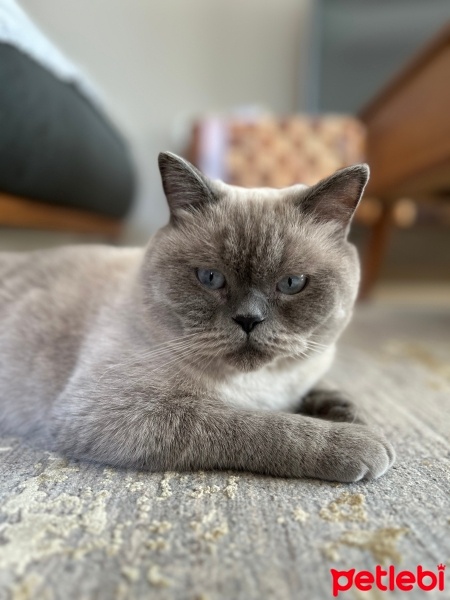 British Shorthair, Kedi  Çakır fotoğrafı