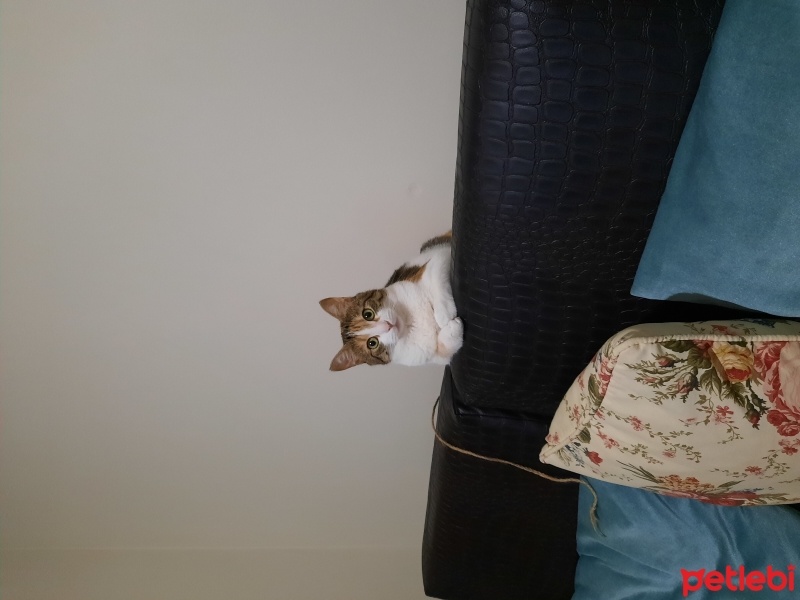 Tekir Kedi, Kedi  FINDIK fotoğrafı