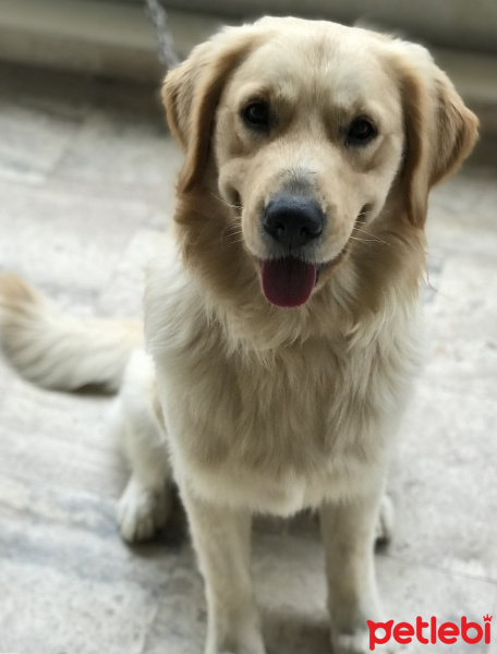 Golden Retriever, Köpek  Paşa fotoğrafı