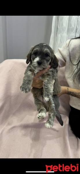 Bichon Havanese, Köpek  Çakıl fotoğrafı