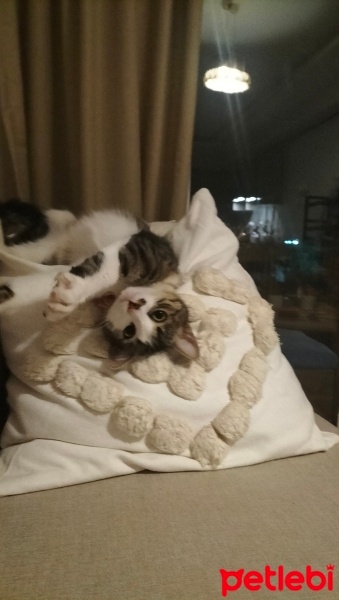 Tekir Kedi, Kedi  Mari fotoğrafı