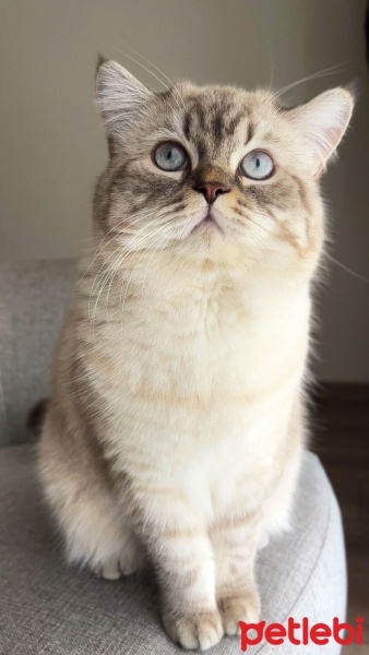 British Shorthair, Kedi  Sherlock fotoğrafı