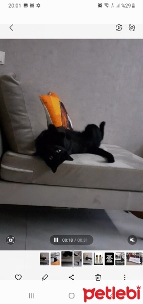 Bombay, Kedi  Gece fotoğrafı
