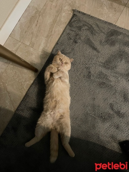 Scottish Fold, Kedi  Ares fotoğrafı